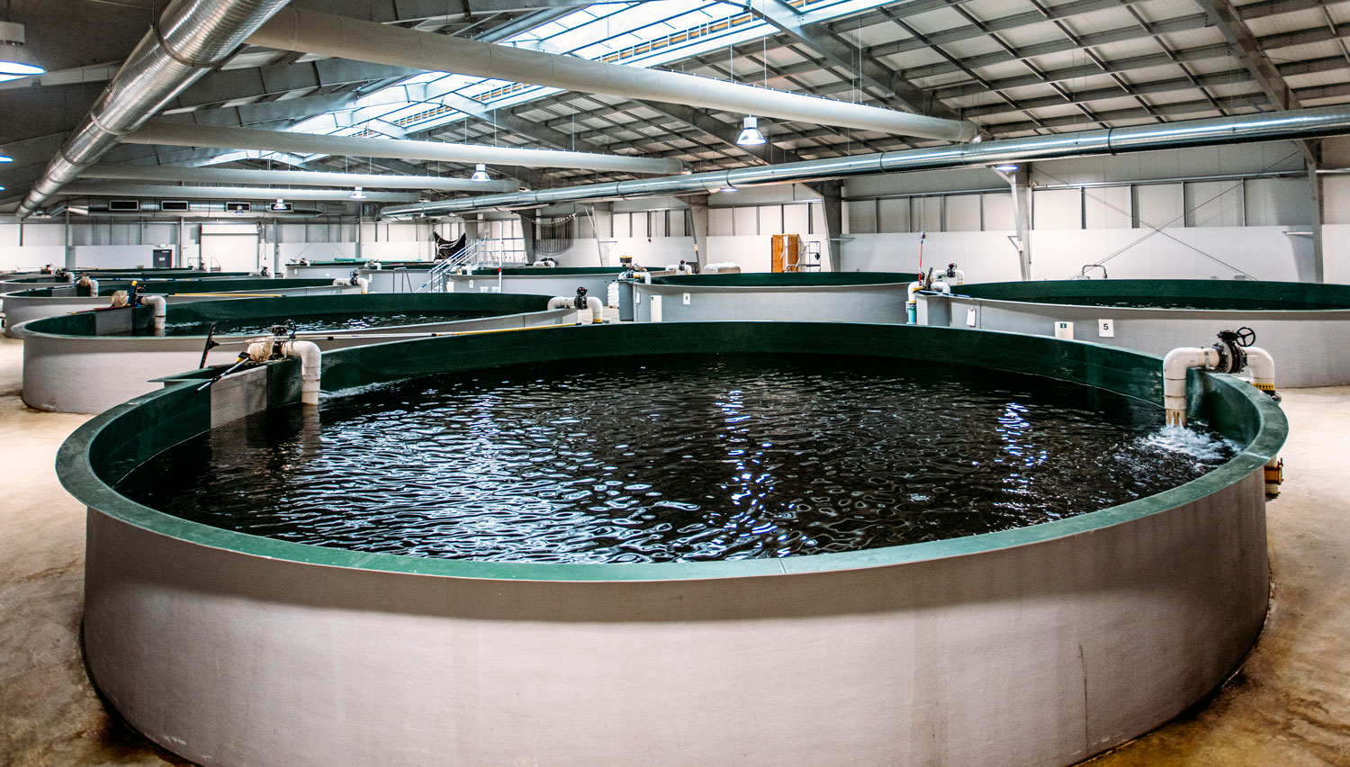Aquaculture tank
